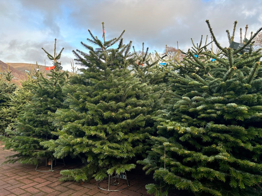 Real Christmas Trees at Tillicoultry: A Festive Guide