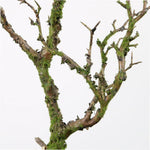 Wildwood Branch 70CM Sterling Home 3