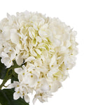 White Hydrangea Stem - White Hydrangea Stem Sterling Home 3