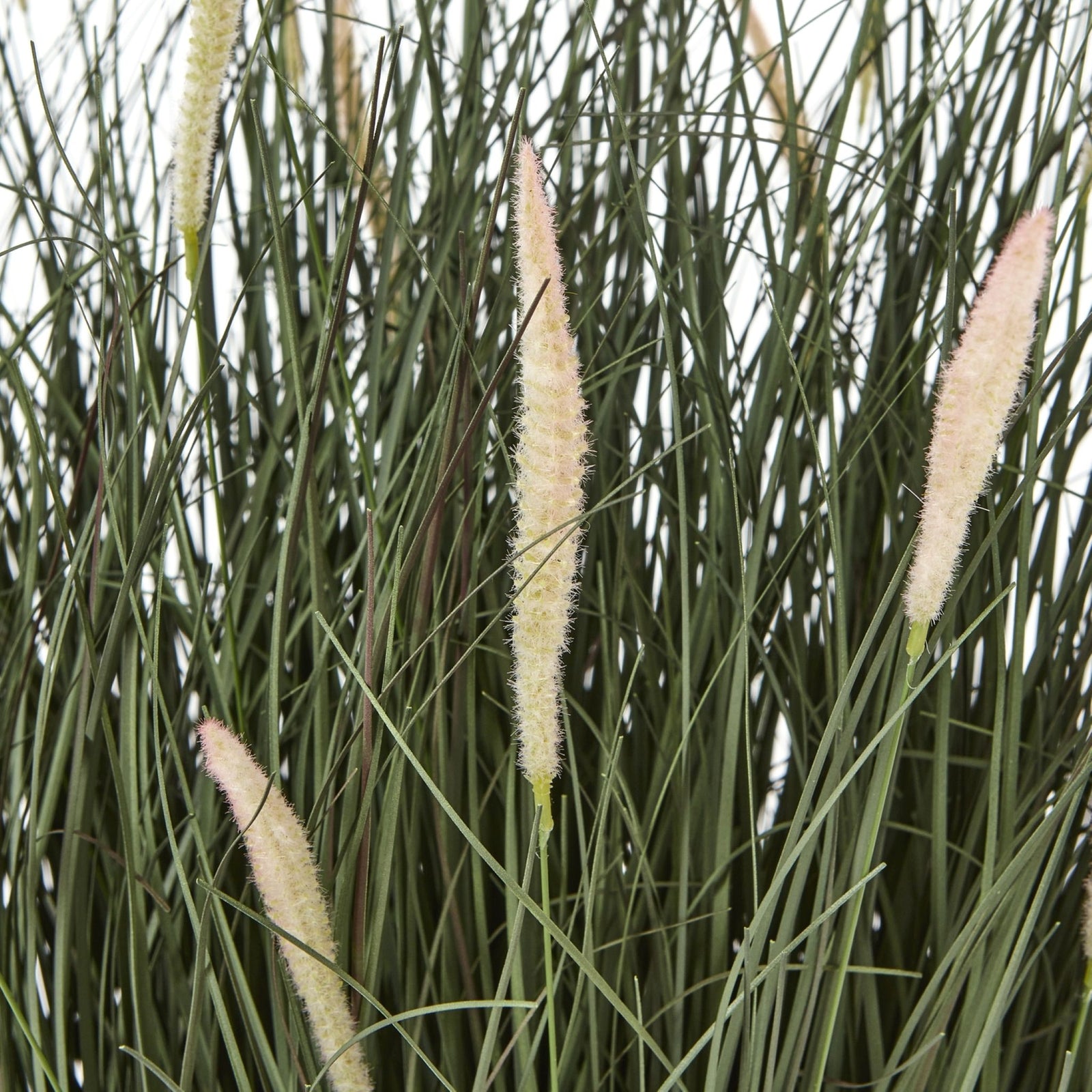Large Fountain Grass Plant In Pot 81CM - Large Fountain Grass Plant In Pot 81CM Sterling Home 2