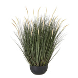 Large Fountain Grass Plant In Pot 81CM