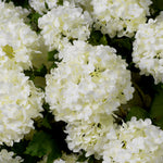 Eichholtz Bouquet Of Hydrangeas Snowball - Bouquet of Hydrangeas Snowball Accessories Sterling Home 2