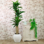 Potted Yucca Tree 160CM - Potted Yucca Tree 160CM Sterling Home 1