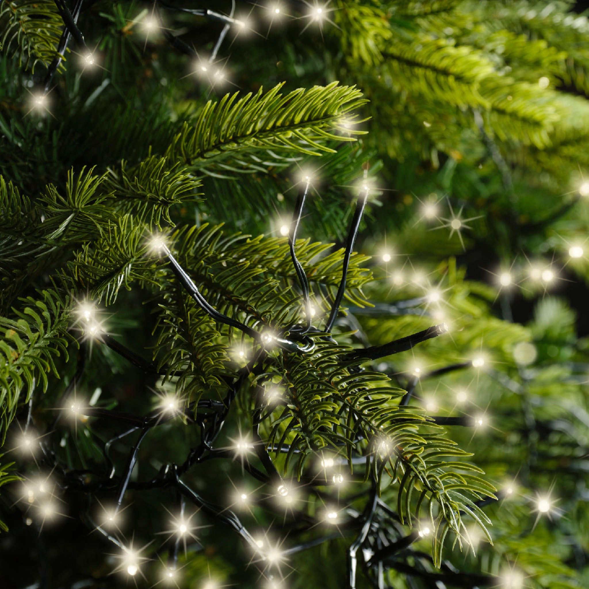 Cluster 1512 LED Warm White Lights - 1512 Warm White LED Cluster Lights Sterling Home 3