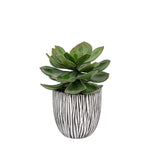 Artificial Potted Succulent In Ribbed Black Pot - Potted Succulent in Ribbed Black Ceramic Pot Sterling Home 4