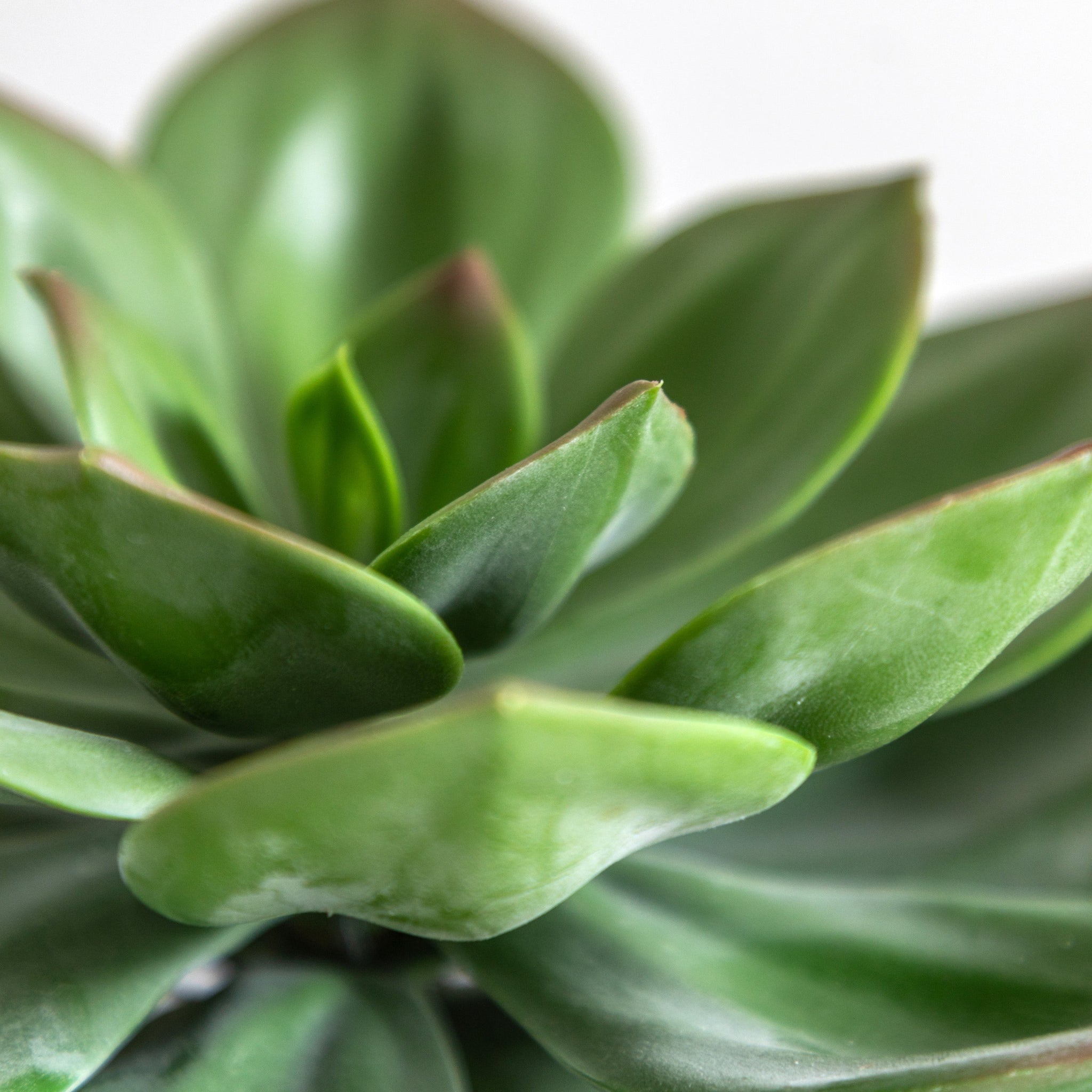 Artificial Potted Succulent In Ribbed Black Pot - Potted Succulent in Ribbed Black Ceramic Pot Sterling Home 3