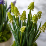 Spring Hydrangea In Ceramic Pots Set Of 2 - DHD Spring Hydrangea White in Ceramic Pots 2Pk Sterling Home 2