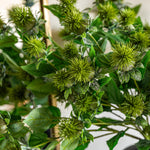 Thistle Green Set Of 12 Artificial Flowers - DHD Faux Stem Thistle Green 79CM 12PK Sterling Home 3