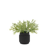 Artificial Playycerium In Green Ceramic Pot