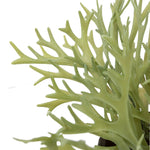 Artificial Playycerium In Green Ceramic Pot - Faux Playycerium in Ceramic Pot Sage Green Sterling Home 3