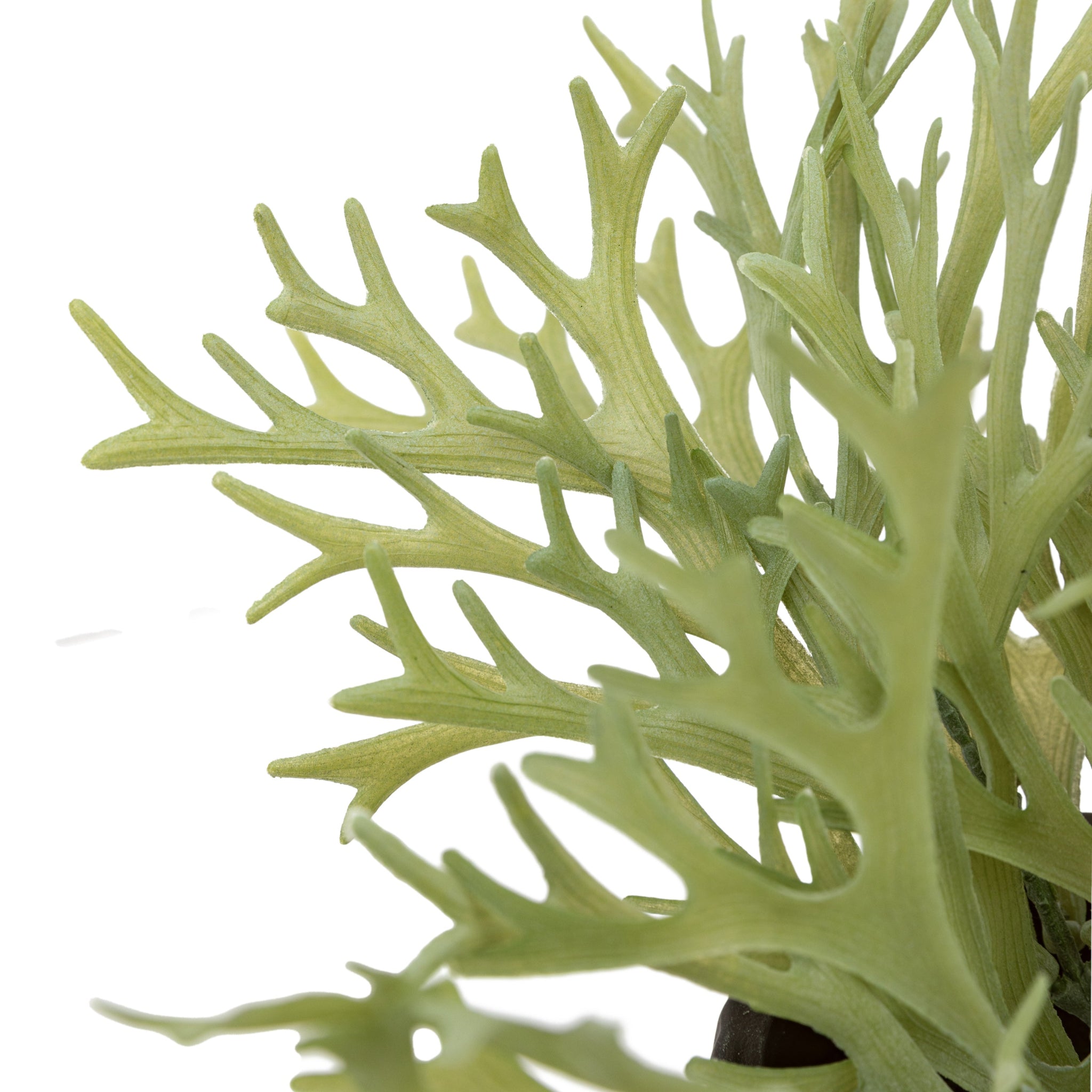 Artificial Playycerium In Green Ceramic Pot - Faux Playycerium in Ceramic Pot Sage Green Sterling Home 3