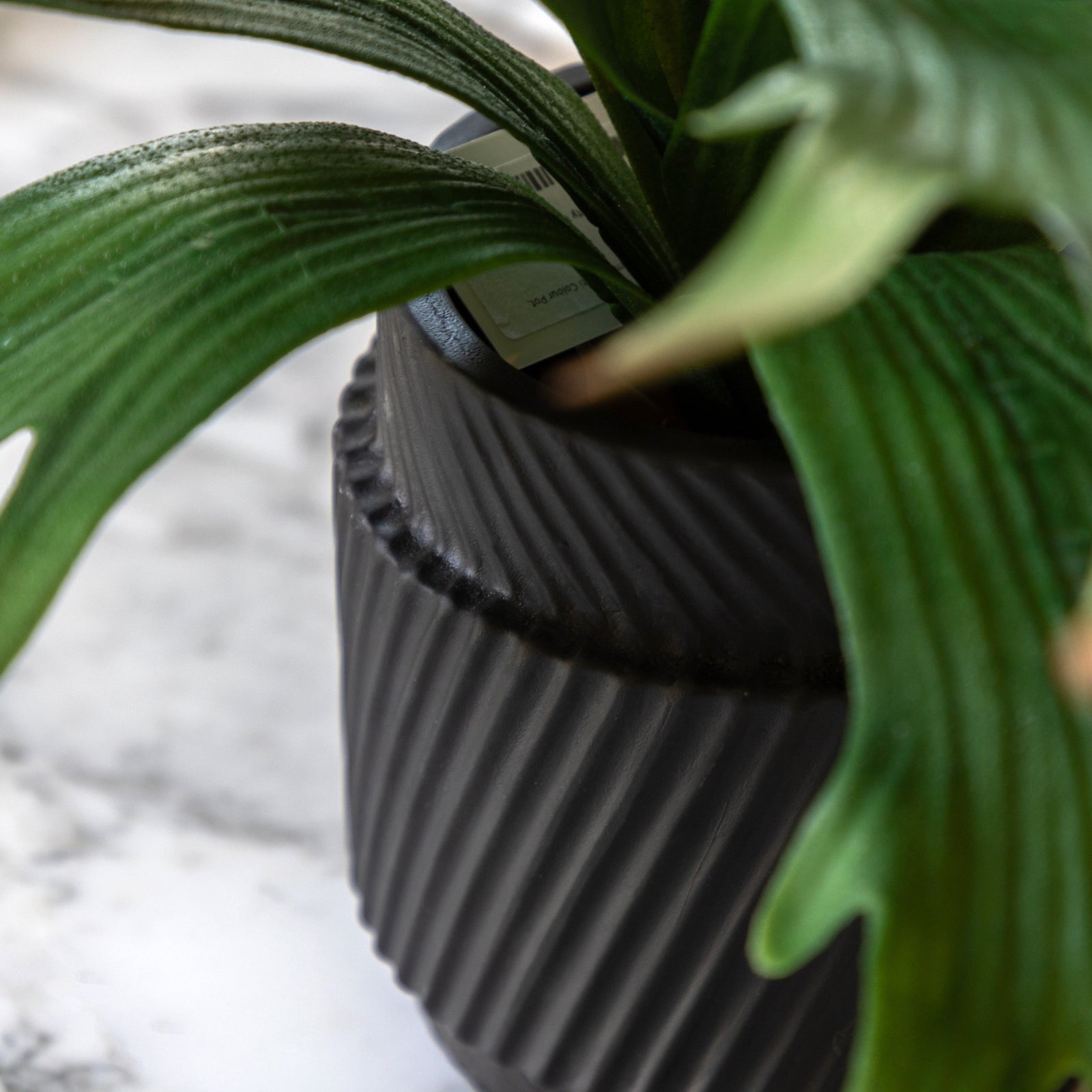 Artificial Playycerium In Multi Colour Ceramic Pot - Faux Playycerium Multi Colour in Ceramic Pot Sterling Home 2