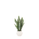 Artificial Snake Plant In Ceramic Pot - Faux Snake Plant in Ceramic Pot Sterling Home 3
