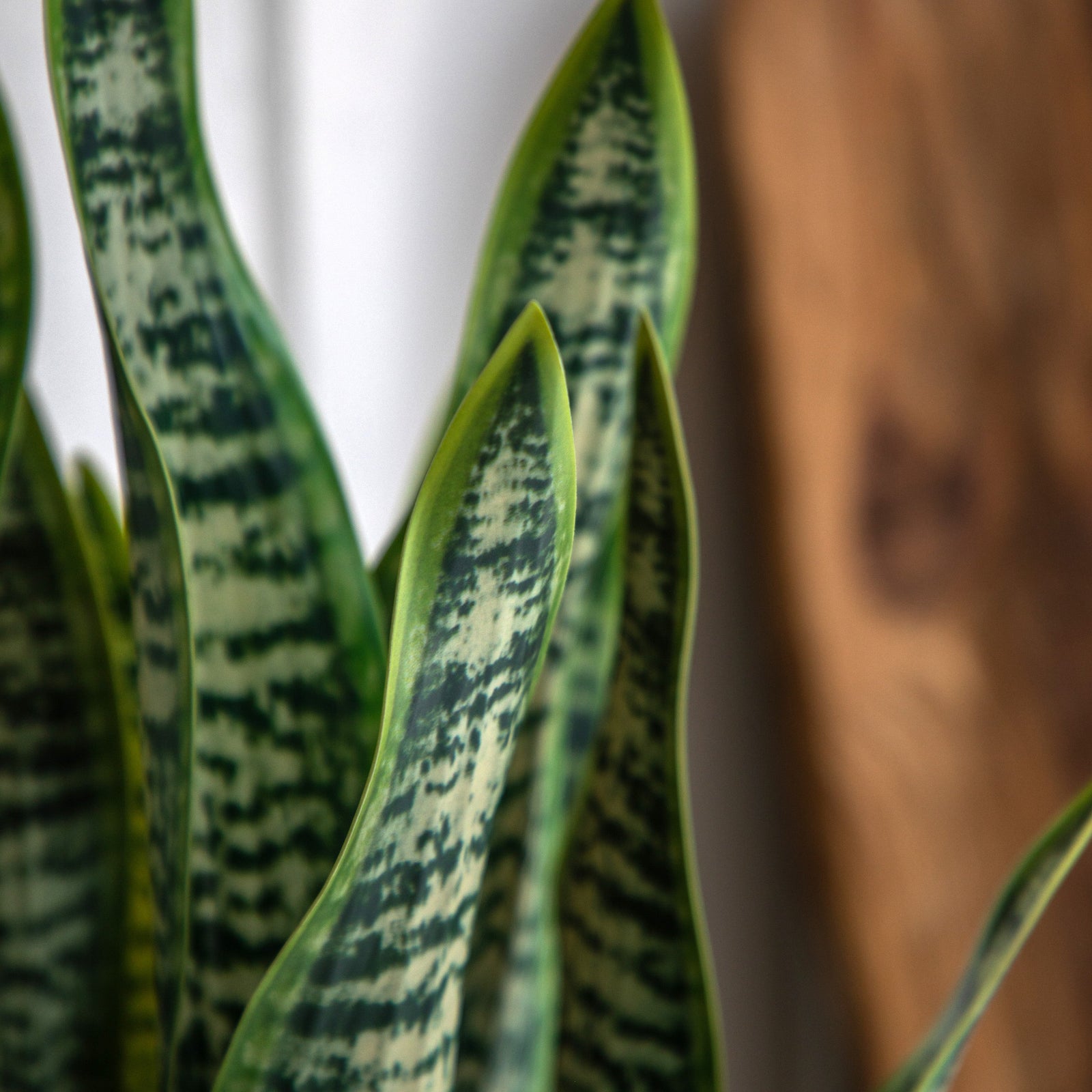 Artificial Snake Plant In Ceramic Pot - Faux Snake Plant in Ceramic Pot Sterling Home 2