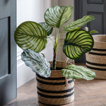 Artificial Calathea Leaf Tree - Potted Calathea Leaf Tree 2ft Sterling Home 1