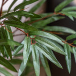 Artificial 4ft Potted Bamboo Tree - Potted Bamboo Tree 4ft Sterling Home 3