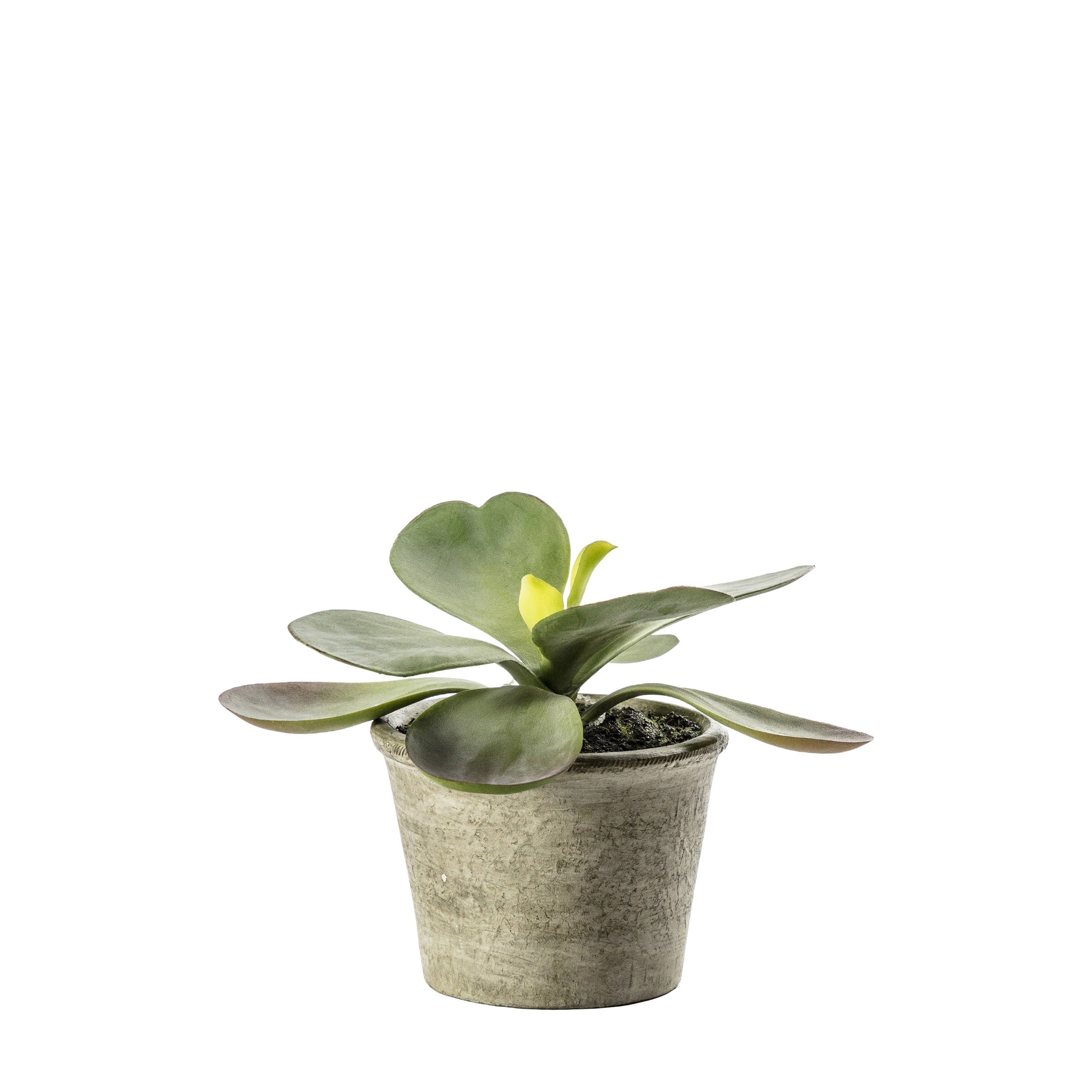 Artificial Kalanchoe Pale Green - Kalanchoe Pale Green Potted 11x15CM Sterling Home 1