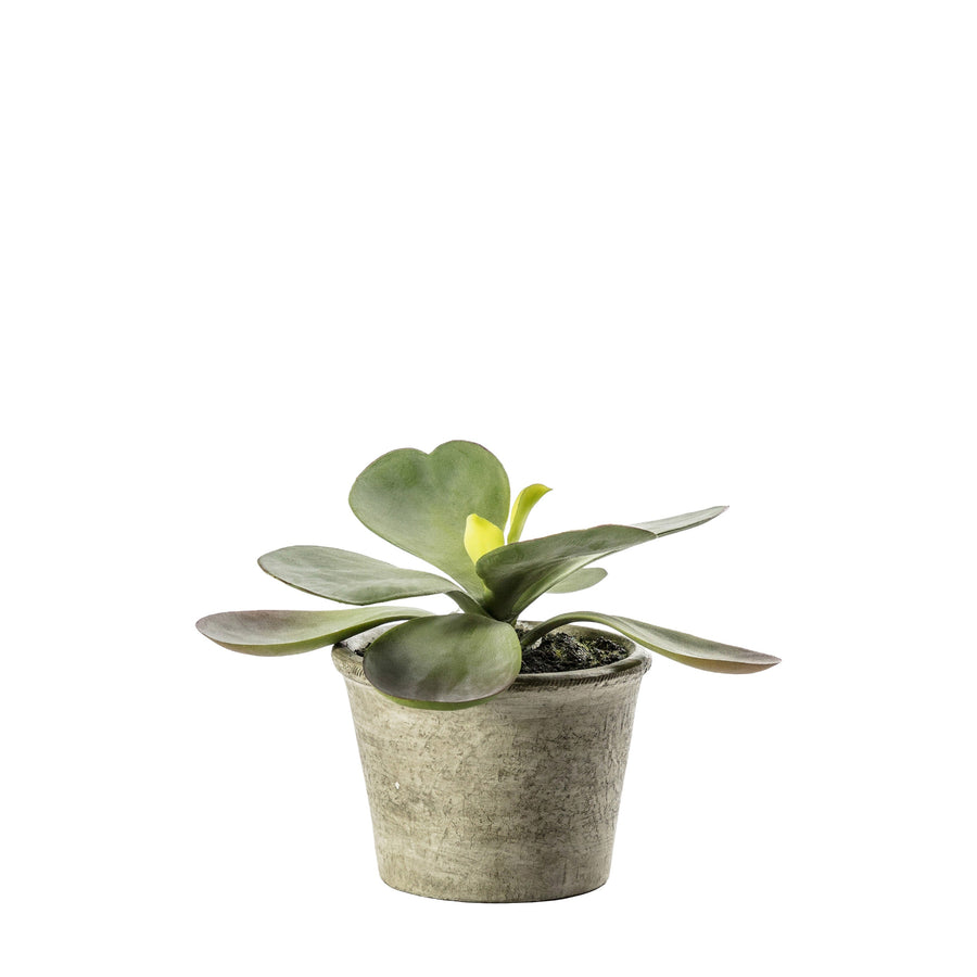 Artificial Kalanchoe Pale Green - Kalanchoe Pale Green Potted 11x15CM Sterling Home 1