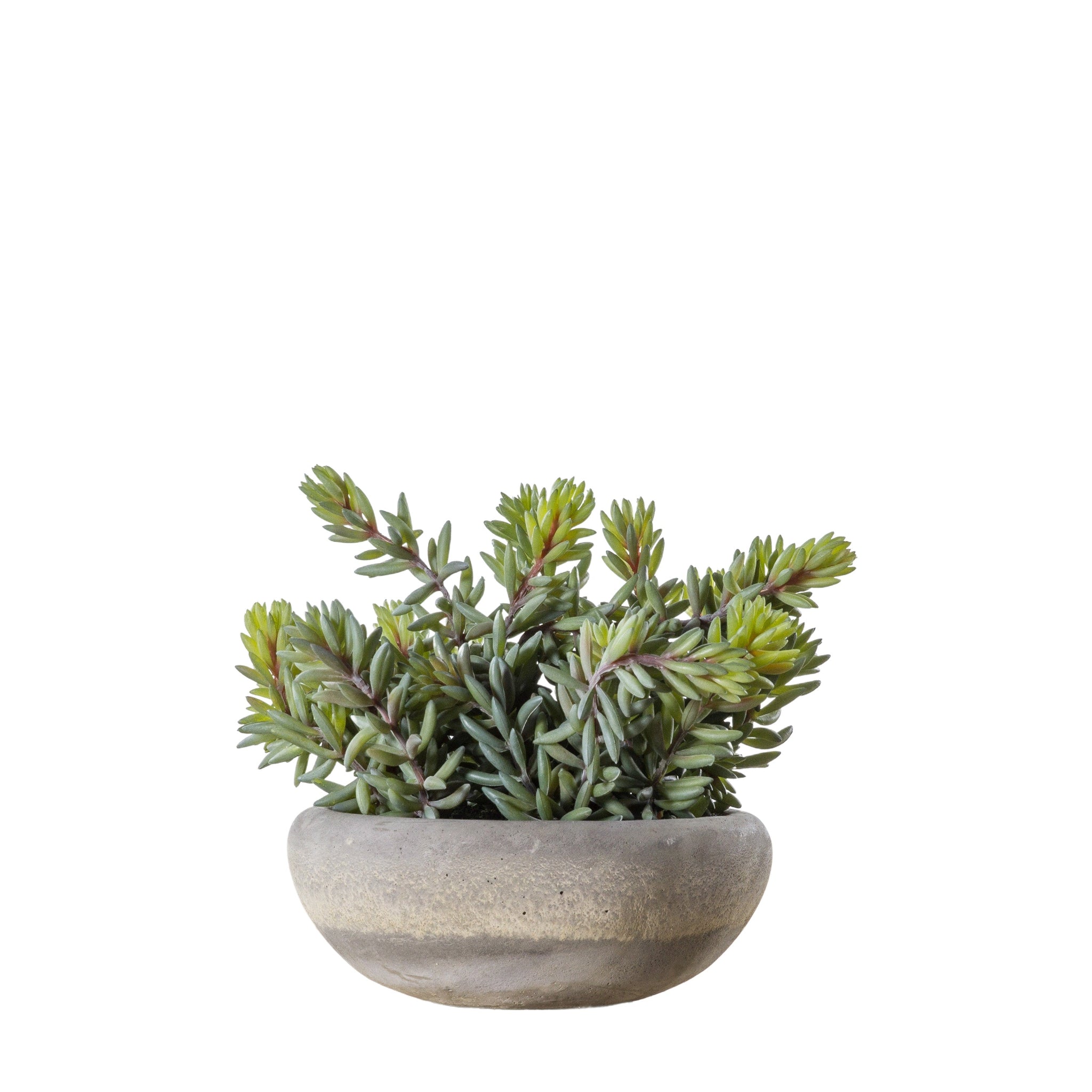 Artificial Sedum Green With Cement Bowl Large - Sedum Green w/ Cement Bowl Large Sterling Home 1