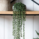 Artificial String Of Pearls In Soil - String of Pearls in Soil 71CM Sterling Home 1