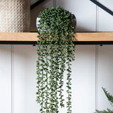 Artificial String Of Pearls In Soil