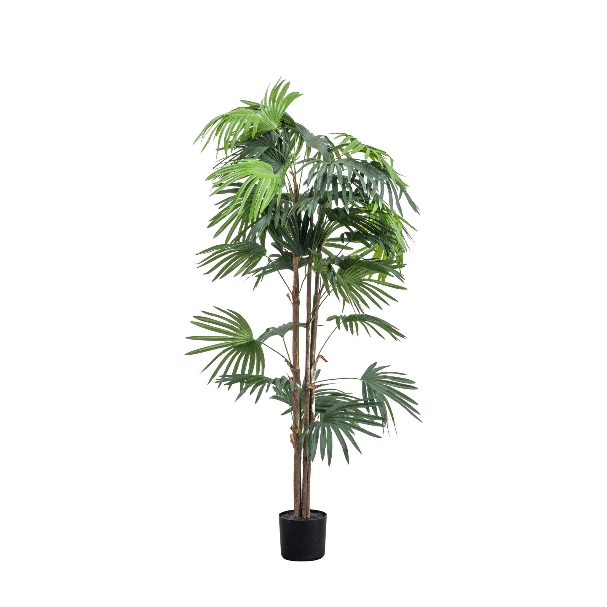 Artificial Chinese Fan Palm Large - Chinese Fan Palm Large 168CM Sterling Home 2
