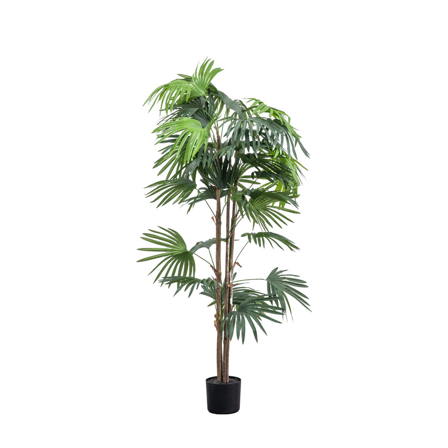 Artificial Chinese Fan Palm Large - Chinese Fan Palm Large 168CM Sterling Home 2