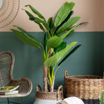 Artificial Banana Palm - Banana Palm Large 203CM Sterling Home 1