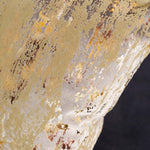 Flock Foil Gold Square Cushion - Flock Foil Velvet Cushion 45 X 45 Gold Accessories Sterling Home 3