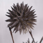 Grey Allium Double Artificial Flower - 79cm Allium Foam Double Stem Flower Grey Accessories Sterling Home 3