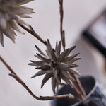 Grey Allium Double Artificial Flower - 79cm Allium Foam Double Stem Flower Grey Accessories Sterling Home 4