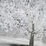 Silver Tree With Mirrored Frame Liquid Art - DISC Silver Tree 70x30 Mirrored Frame Liquid Art Accessories Sterling Home 3