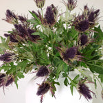 Eryngium Spray Purple Sterling Home 2