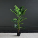 Kwai Tree 120CM - 120CM Kwai Tree