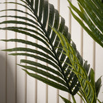 Kwai Tree 120CM - 120CM Kwai Tree