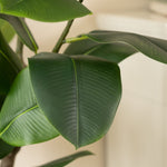 Real Touch Rubber Tree 150CM - 150CM Real Touch Rubber Tree