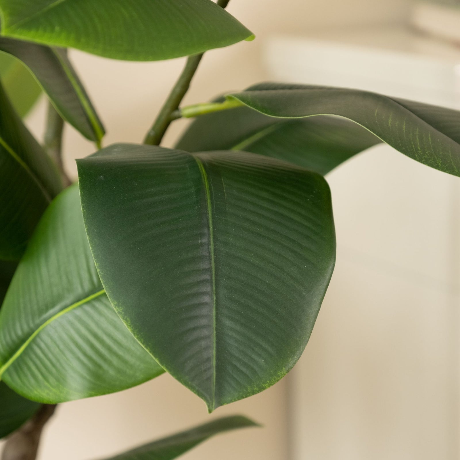 Real Touch Rubber Tree 150CM - 150CM Real Touch Rubber Tree
