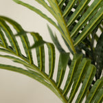 Real Touch Pearl Palm Tree 180CM - 180CM Real Touch Pearl Palm Tree