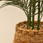 Palm In Basket 100CM - 100CM Palm In Basket