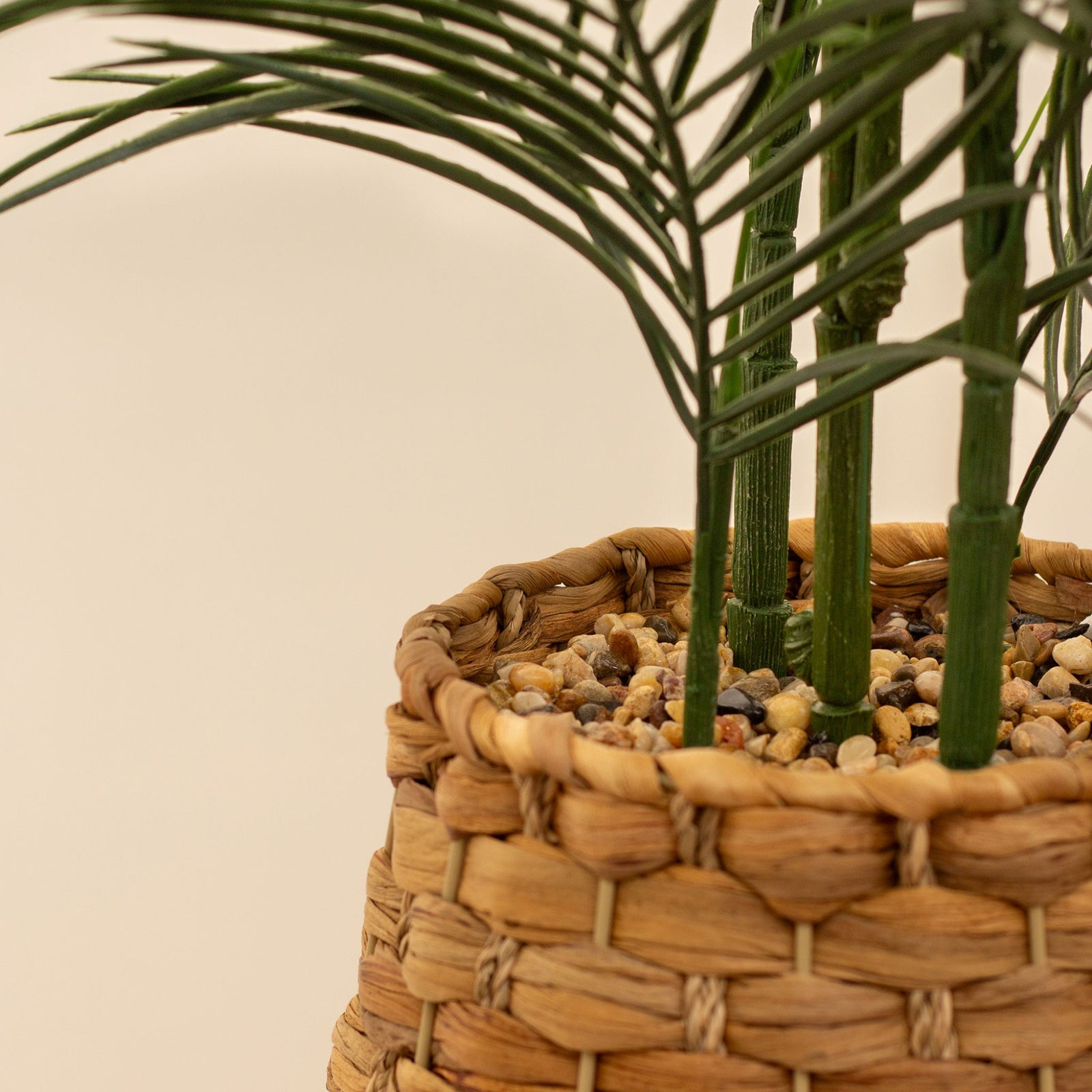 Palm In Basket 100CM - 100CM Palm In Basket
