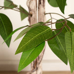 Ficus Tree In Cement Pot 160CM - 160CM Ficus Tree In Cement Pot