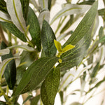Olive Tree 190CM - 190CM Olive Tree Kd