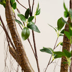 Real Touch Mini Ficus Tree 150CM - 150CM Real Touch Mini Ficus Tree