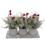 Snowy Cypress & Berry In Pot