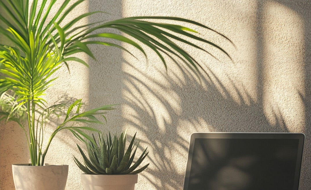 Potted plants on a desk 